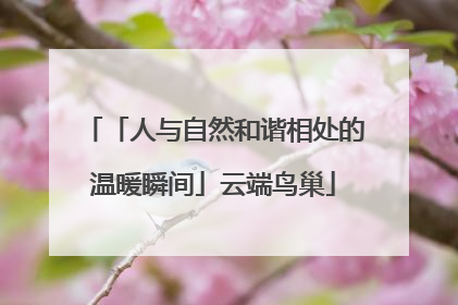 「人与自然和谐相处的温暖瞬间」云端鸟巢