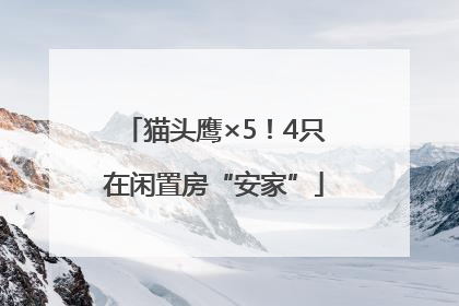 猫头鹰×5！4只在闲置房“安家”