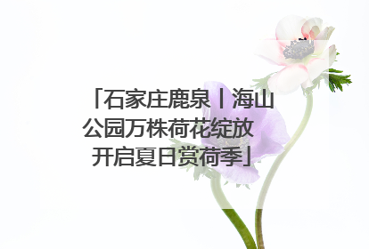 石家庄鹿泉丨海山公园万株荷花绽放 开启夏日赏荷季