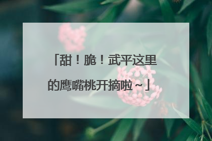 甜！脆！武平这里的鹰嘴桃开摘啦～