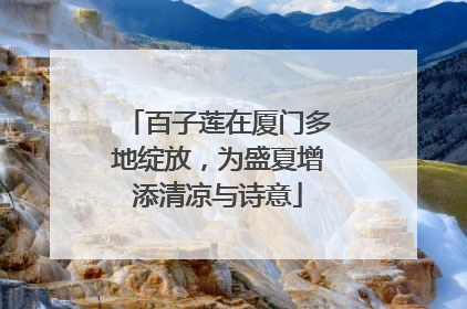 百子莲在厦门多地绽放，为盛夏增添清凉与诗意