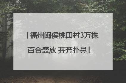 福州闽侯桃田村3万株百合盛放 芬芳扑鼻