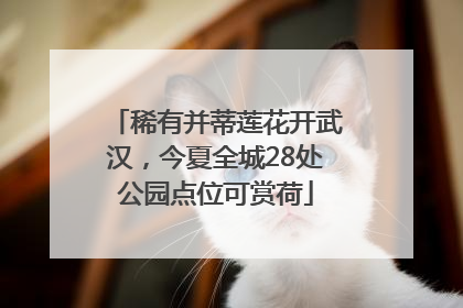 稀有并蒂莲花开武汉,今夏全城28处公园点位可赏荷