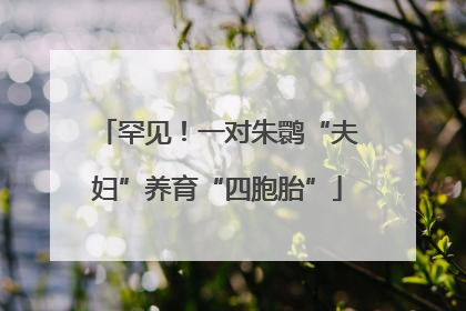 罕见！一对朱鹮“夫妇”养育“四胞胎”