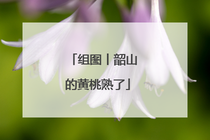 组图丨韶山的黄桃熟了