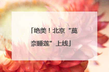 绝美！北京“莫奈睡莲”上线