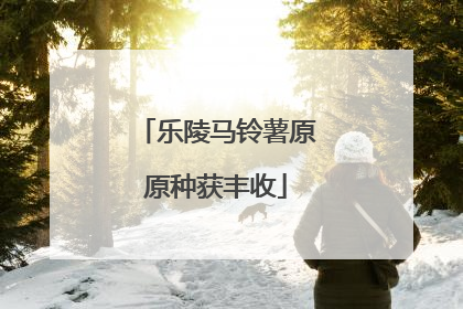 乐陵马铃薯原原种获丰收