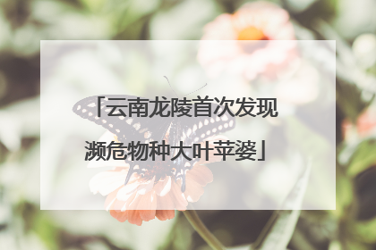 云南龙陵首次发现濒危物种大叶苹婆