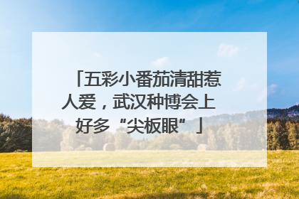 五彩小番茄清甜惹人爱，武汉种博会上好多“尖板眼”