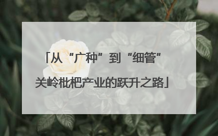 从“广种”到“细管” 关岭枇杷产业的跃升之路