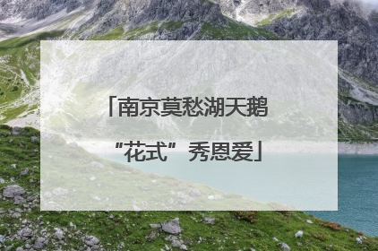 南京莫愁湖天鹅“花式”秀恩爱
