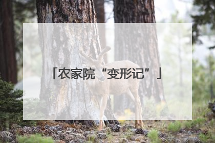 农家院“变形记”