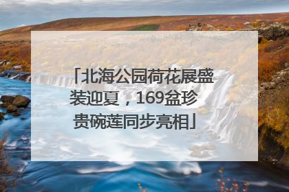 北海公园荷花展盛装迎夏，169盆珍贵碗莲同步亮相