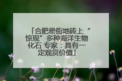 合肥罍街地砖上“惊现”多种海洋生物化石 专家：具有一定观赏价值