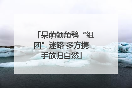 呆萌领角鸮“组团”迷路 多方携手放归自然