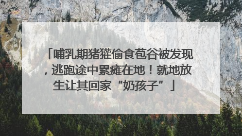 哺乳期猪獾偷食苞谷被发现，逃跑途中累瘫在地！就地放生让其回家“奶孩子”