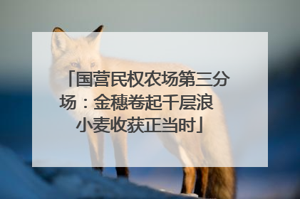 国营民权农场第三分场：金穗卷起千层浪 小麦收获正当时