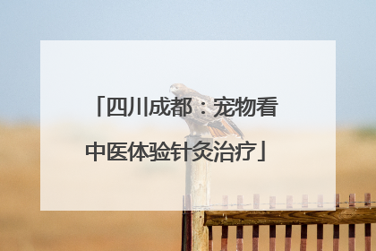 四川成都：宠物看中医体验针灸治疗