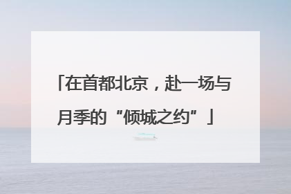 在首都北京，赴一场与月季的“倾城之约”