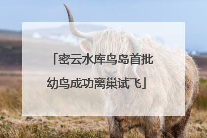 密云水库鸟岛首批幼鸟成功离巢试飞