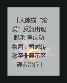 大熊猫“渝爱”反复出现脱毛 重庆动物园：暂时转移至非展示区静养治疗