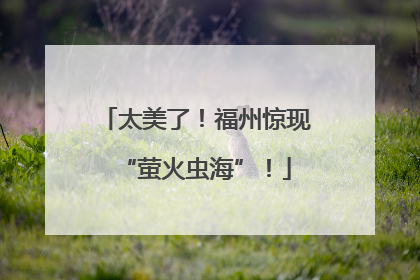 太美了！福州惊现“萤火虫海”！
