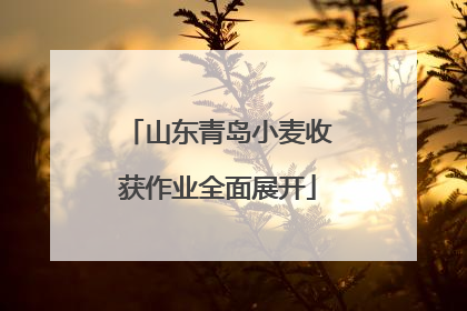 山东青岛小麦收获作业全面展开