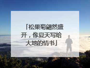 松果菊翩然盛开，像夏天写给大地的情书