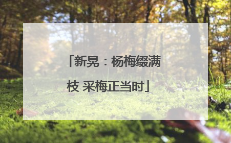 新晃：杨梅缀满枝 采梅正当时