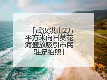 武汉洪山2万平方米向日葵花海盛放吸引市民驻足拍照