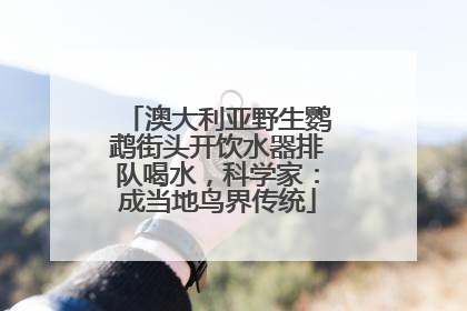 澳大利亚野生鹦鹉街头开饮水器排队喝水，科学家：成当地鸟界传统