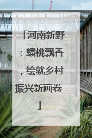 河南新野：蟠桃飘香，绘就乡村振兴新画卷