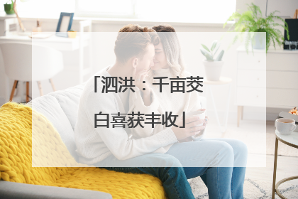 泗洪：千亩茭白喜获丰收