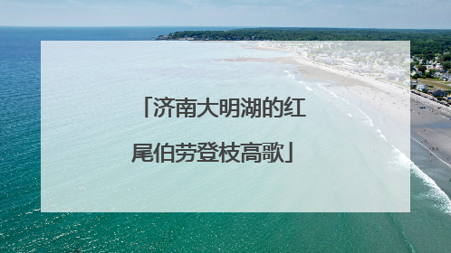 济南大明湖的红尾伯劳登枝高歌