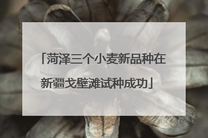 菏泽三个小麦新品种在新疆戈壁滩试种成功