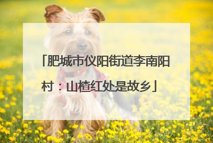 肥城市仪阳街道李南阳村：山楂红处是故乡