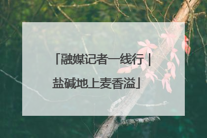 融媒记者一线行｜盐碱地上麦香溢