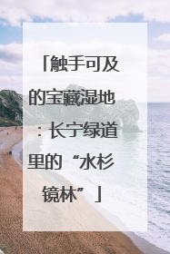 触手可及的宝藏湿地：长宁绿道里的“水杉镜林”