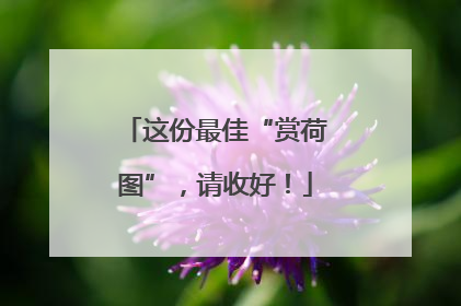 这份最佳“赏荷图”，请收好！
