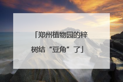 郑州植物园的梓树结“豆角”了