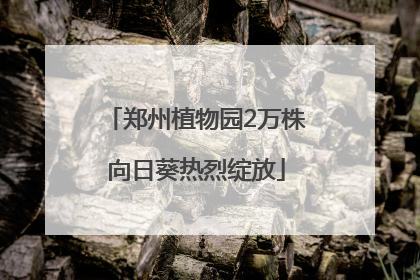 郑州植物园2万株向日葵热烈绽放