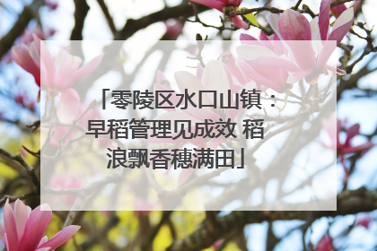 零陵区水口山镇：早稻管理见成效 稻浪飘香穗满田