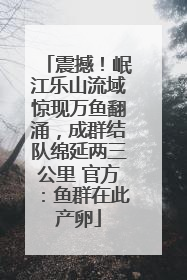 震撼！岷江乐山流域惊现万鱼翻涌，成群结队绵延两三公里 官方：鱼群在此产卵